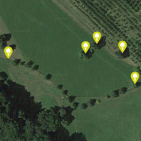 Man sieht Bäume und Wiesen aus der Satellitenansicht. Einige Bäume sind mit einem Marker versehen.